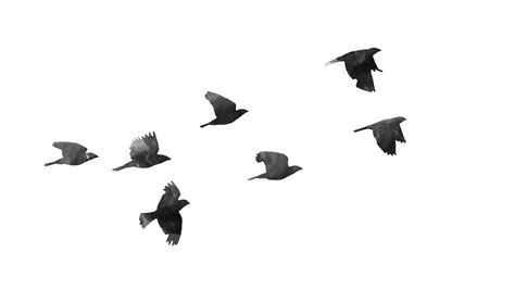 Bird flight Bird flight Clip art - Birds PNG Transparent Picture png ...