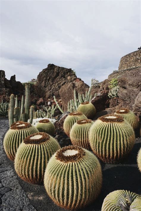 Cactus garden, Lanzarote. By @mirenalos Succulent Gardening, Cactus ...