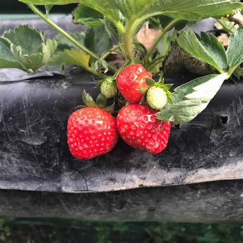 Sergio’s Strawberry Farm in Dalaguete: The Strawberry Capital in the South | Sugbo.ph - Cebu