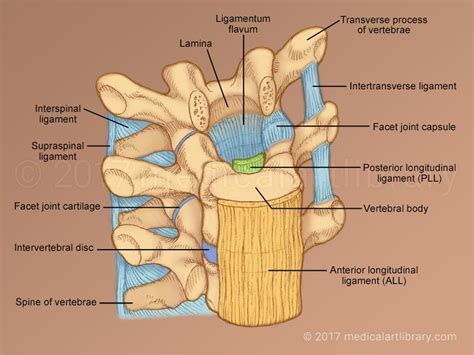 Ligamentum Flavum Cadaver