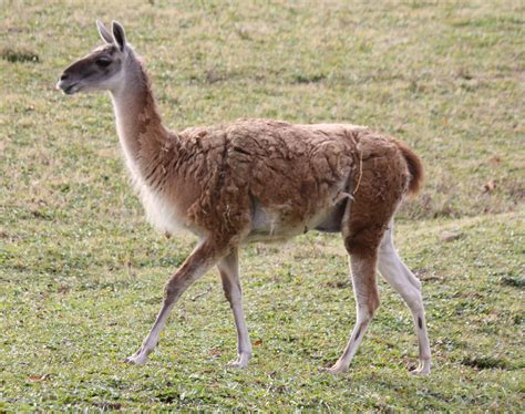 Guanaco Facts, History, Useful Information and Amazing Pictures