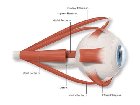 Basic Eye Anatomy | South Bay Ophthalmology