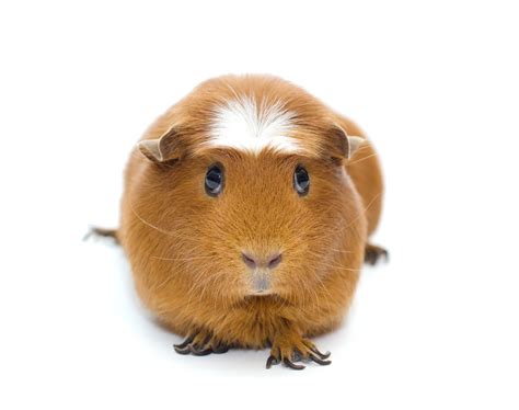 5 Of The World’s Rarest Guinea Pig Color – XO My Pets