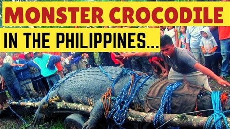 Monster Crocodile in the Philippines The Story of Lolong Philippines Do... | Documentaries ...