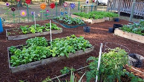 A school vegetable garden. Photo taken on 11-28-16. | Morning Ag Clips