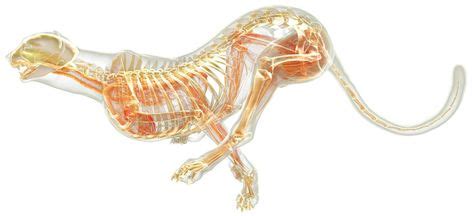 Found in Googls #cheetah #anatomy #muscles