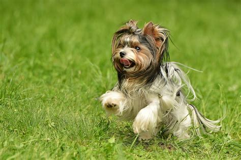 Biewer Terrier Haircuts: Top 4 Fashionable Hairstyles