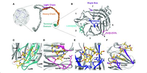 | Location of the clathrin heavy chain N-terminal domain (TD) and the ...