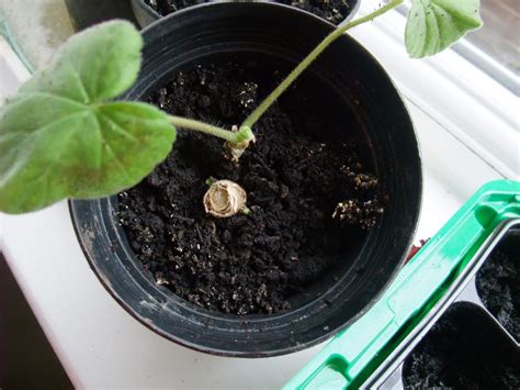 How Long Does It Take For Geranium Cuttings To Root In Water