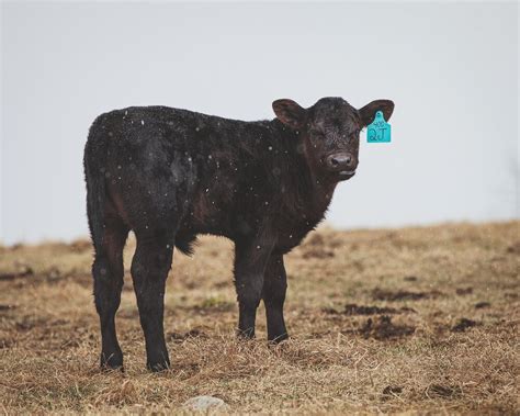 Angus Cattle: Key Characteristics and Benefits for Modern Farming