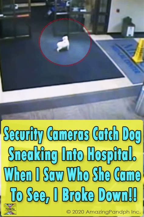 a dog is in the middle of an airport lobby with a sign that says security cameras catch dog ...