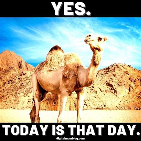 Happy Hump Day Hump Day Quotes Funny Friday Quotes Funny Hump Day | Images and Photos finder