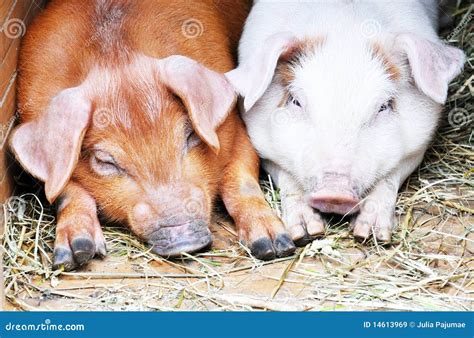 Two pigs, pig, piglets stock image. Image of brothers - 14613969