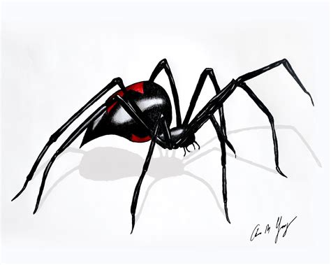 8x10 Black Widow Spider Drawing Pen Marker Unique Wall - Etsy