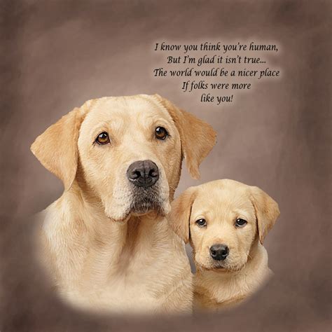 Labrador Retriever Quotes. QuotesGram