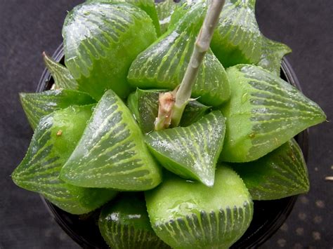 Haworthia retusa (Cushion Aloe, Star Cactus) | North Carolina Extension ...