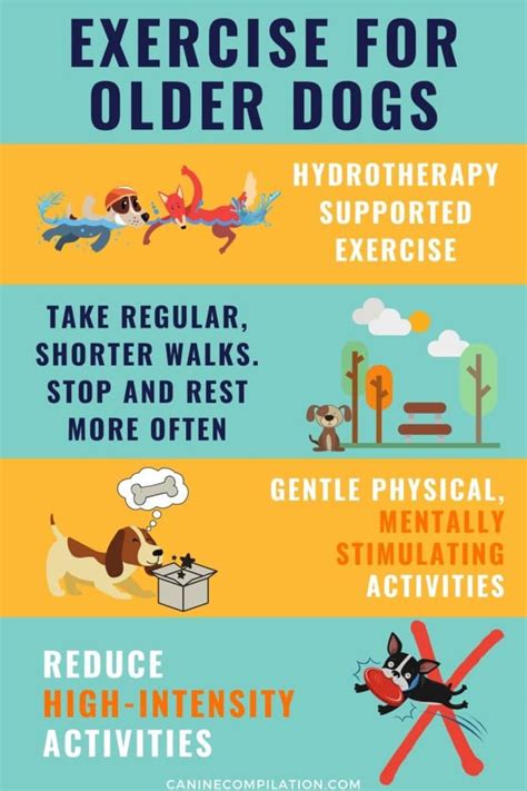 Exercise for Older Dogs And Dogs With Arthritis - Canine Compilation