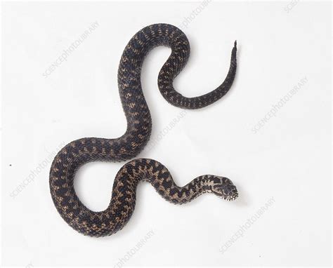 Adder - Stock Image - C053/4721 - Science Photo Library