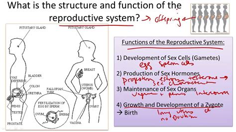 Female Reproductive System Structure