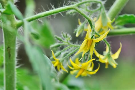 Tomato Plant Flowers - NoSoilSolutions