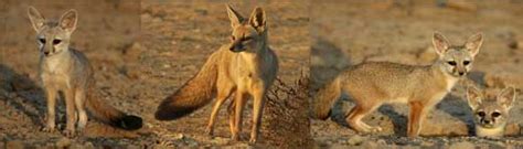 The Bengal fox (Vulpes bengalensis), or Indian fox, is a fox endemic to the Indian subcontinent ...