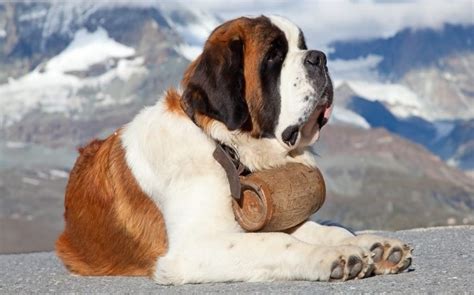 All About Saint Bernard Dog Breed – Origin, Behavior, Trainability ...