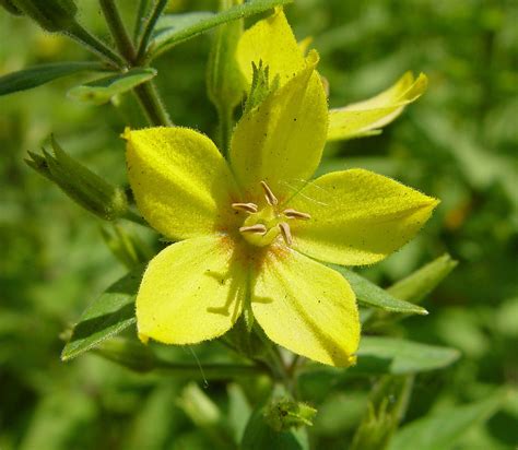 Lysimachia punctata (large yellow-loosestrife): Go Botany