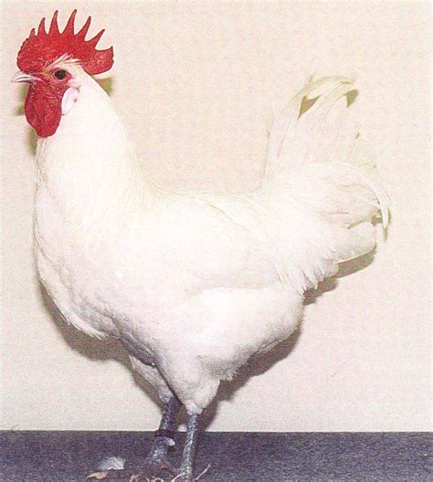 American Bresse | BackYard Chickens - Learn How to Raise Chickens