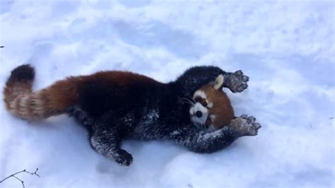 Red Panda Cub Playing in the Snow : r/redpandas