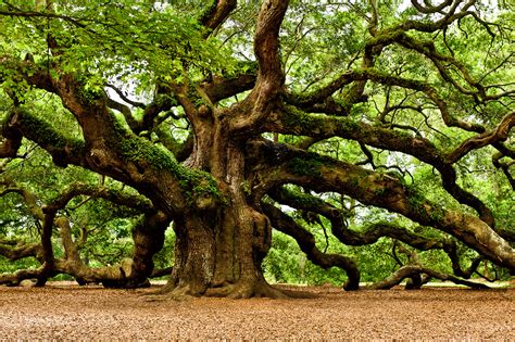 Mystical Angel Oak Tree | Louis Dallara Photography