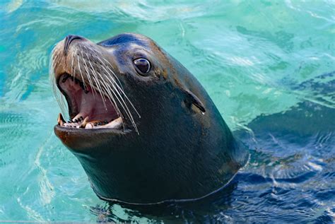 Morro Bay Wildlife Spotlight: California Sea Lions in the Estuary