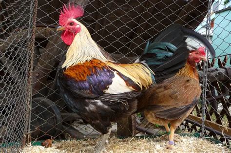 Old English Game - An Amazing Chicken Breed You Didn't Know About