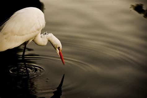 Great White Egret Fishing Free Stock Photo - Public Domain Pictures