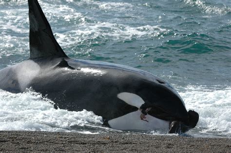 Killer Whale | Animal Unique