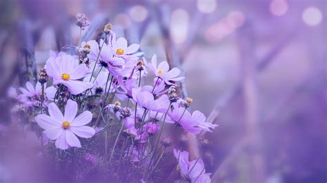 84+ Background Flower Blur Pics - MyWeb