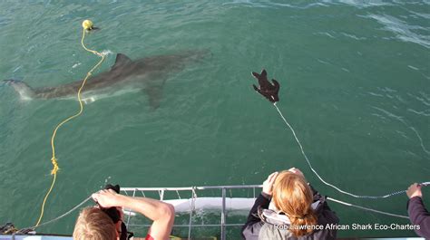 Difference for shark cage diving False Bay to Gansbaai