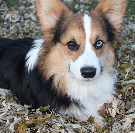 #pembrokewelshcorgiblue | Pembroke welsh corgi puppies, Corgi, Fluffy corgi