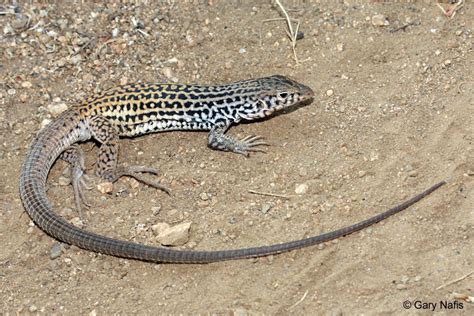 San Diegan Tiger Whiptail - Aspidoscelis tigris stejnegeri