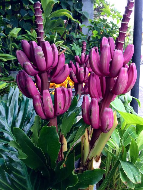 Purple mini bananas | Banana plants, Flower seeds, Pollinator plants