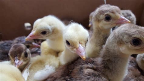 Peafowl for Sale - Assorted Peafowl Chicks | Cackle Hatchery®