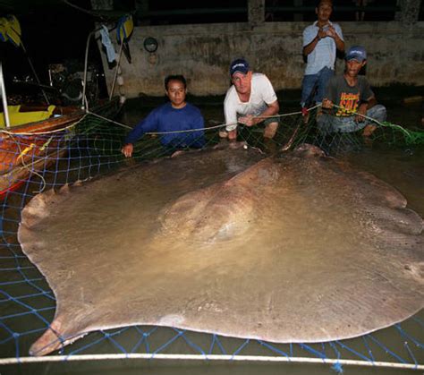 Monster Stingray | Featured Creature