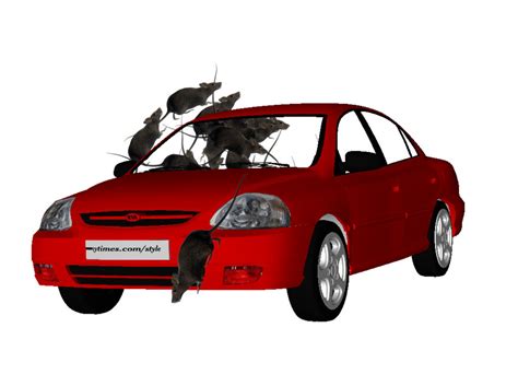 How to Get Rid of Dead Rats from Your Car Engine - Autopickles