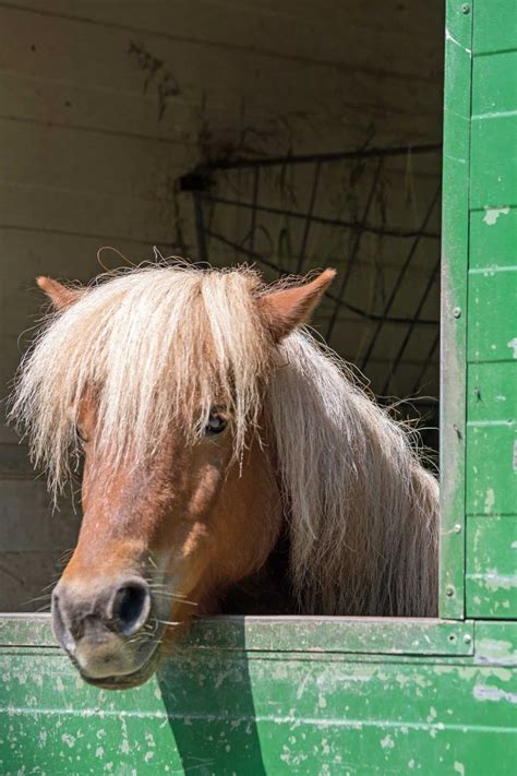 9 Facts About The Shetland Pony You Might Not Know