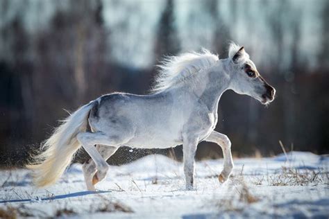 Falabella Miniature Horse Information and Pictures - PetGuide | PetGuide