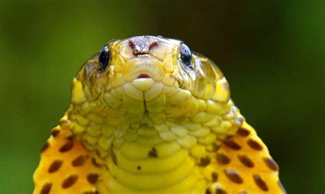 Philippine Cobra - A-Z Animals