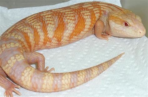 Blue Tongue Skink Morphs - Blue Tongue Skink World