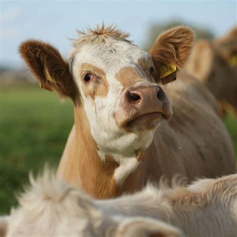 The Surprising Benefits of Cow Cuddling | Austin Fit Magazine – Inspiring Austin Residents to Be ...