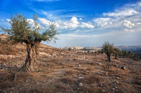 olive tree, olive wood, israel, palestine, beautiful scenery - International Legal Assistance ...