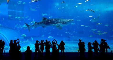 Okinawa Churaumi Aquarium – One of the world’s largest aquariums!