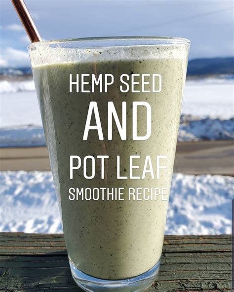 Hemp Seed and Pot Leaf Smoothie Recipe - The Highest Critic